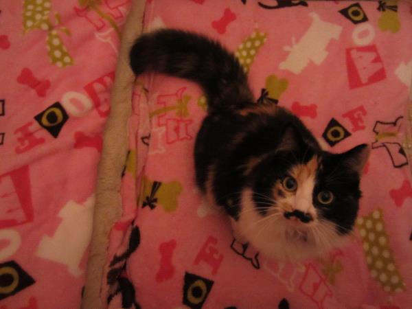 /Images/uploads/Humane Society of Utah/HSUCalendar/entries/937thumb.jpg